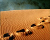Trail